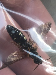 Myzinum quinquecinctum