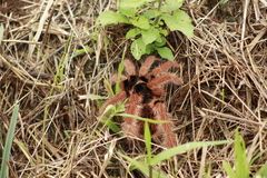 Megaphobema robustum