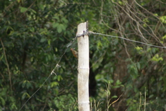 Dryobates passerinus