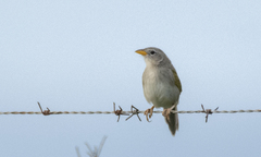 Emberizoides herbicola