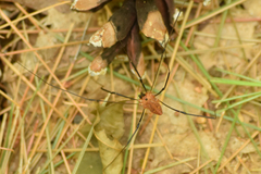 Leiobunum calcar