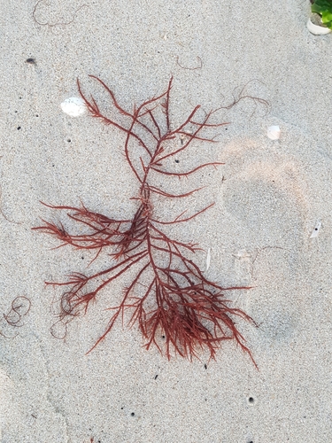 photo of Succulent Seaweed (Sarcodiotheca gaudichaudii)
