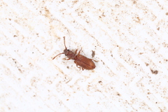 Silvanoprus fagi