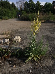 Verbascum songaricum