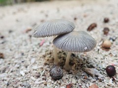 Coprinellus arenicola