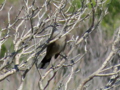 Cercotrichas coryphoeus cinerea