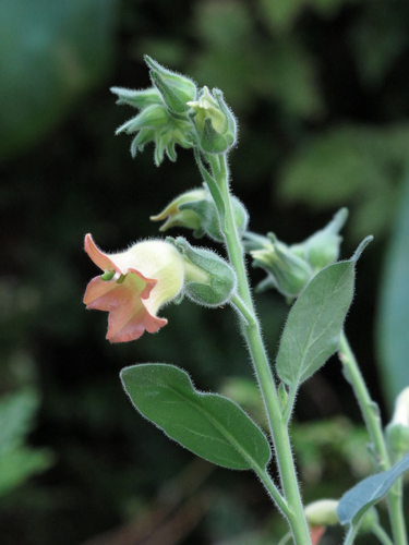 Nicotiana glutinosa L.
