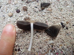 Coprinellus arenicola