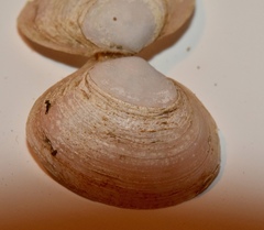 Macoma balthica