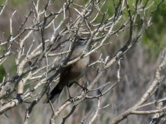 Cercotrichas coryphoeus cinerea