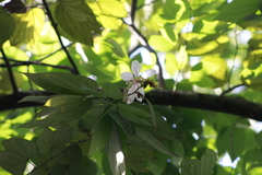 Bauhinia picta