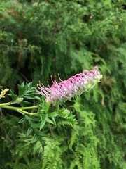 Grevillea acanthifolia