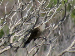 Cercotrichas coryphoeus cinerea
