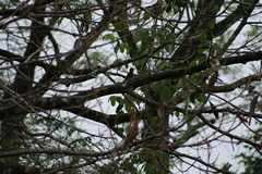 Dryobates passerinus