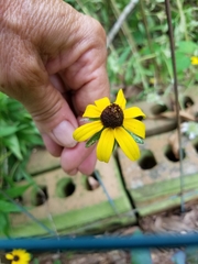 Rudbeckia amplexicaulis