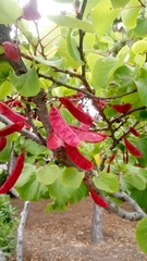 Cercis occidentalis