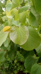 Cercis occidentalis