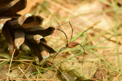 Leiobunum calcar