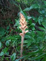 Orobanche flava