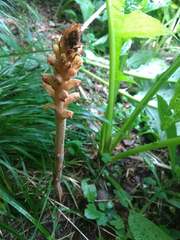 Orobanche flava