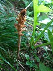 Orobanche flava