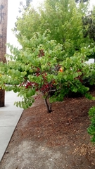 Cercis occidentalis
