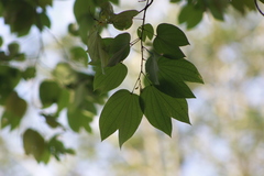 Bauhinia picta