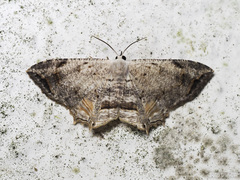 Dysaethria nigrifrons