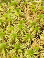 Sphagnum teres