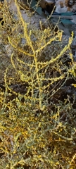 Caroxylon imbricatum