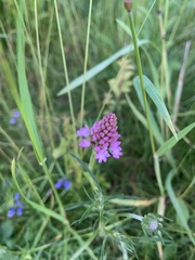 Anacamptis pyramidalis