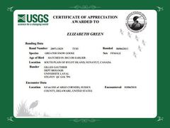 Anser caerulescens atlanticus