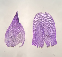 Sphagnum teres