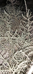 Caroxylon imbricatum