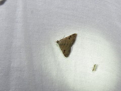 Nychioptera noctuidalis