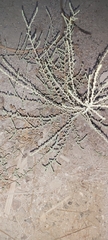 Caroxylon imbricatum