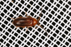 Conopalpus testaceus