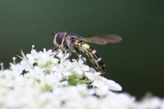 Melangyna fisherii