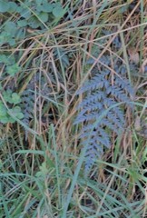 Polystichum neozelandicum