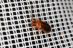 Conopalpus testaceus