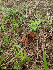 Megaphobema robustum