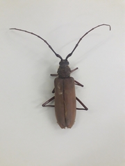 Hamaticherus bellator