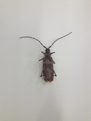 Hamaticherus bellator