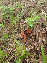 Megaphobema robustum