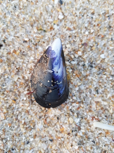 photo of Black Mussels (Mytilus)