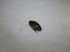 Dineutus sublineatus