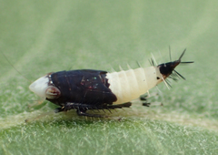 Scaphoideus incisus
