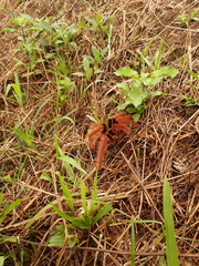 Megaphobema robustum