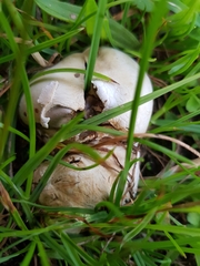 Agaricomycetes