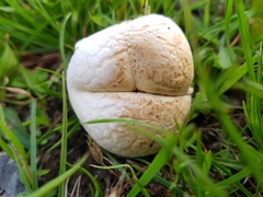 Agaricomycetes